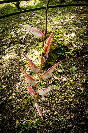Heliconia pendula
