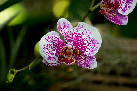 Orchid - by Luis