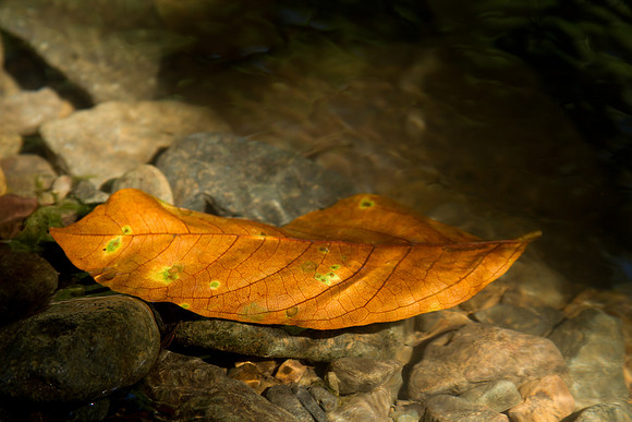 Leaf on the river