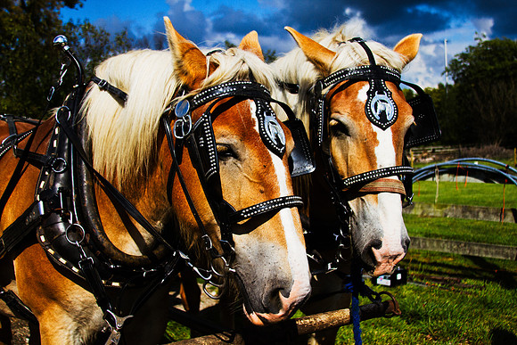 Horses