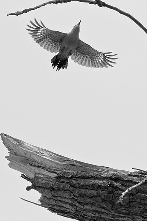 Woodpecker taking flight
