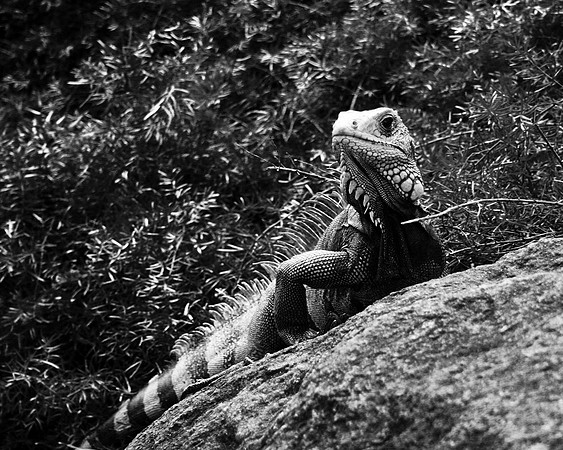 Iguana B+W
