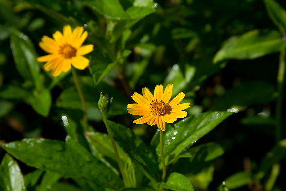 Wild flowers by the road