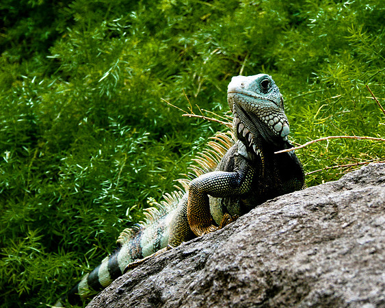Iguana