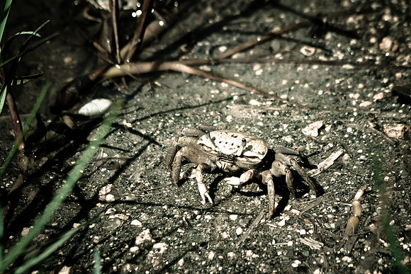 Tiny little crab at El Faro.