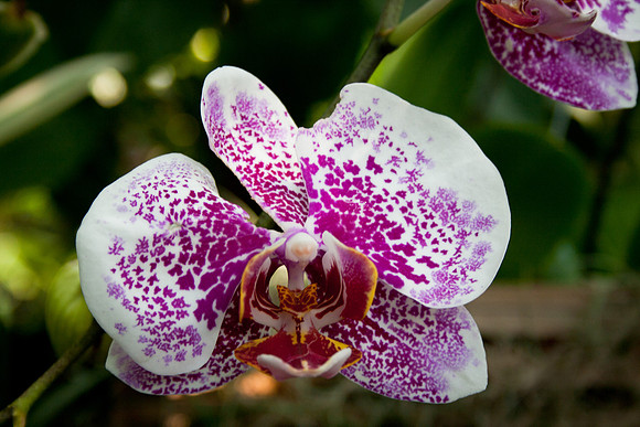 Orchid - by Irlim