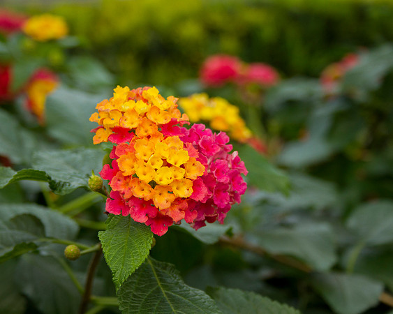 Lantana