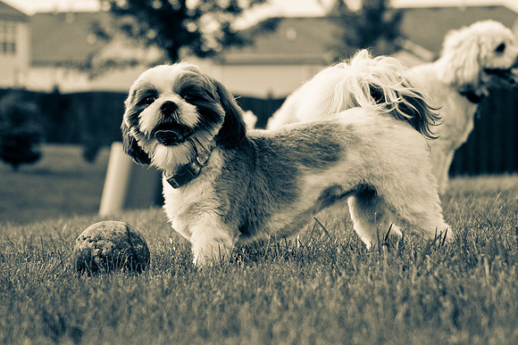 Wanna play ball?