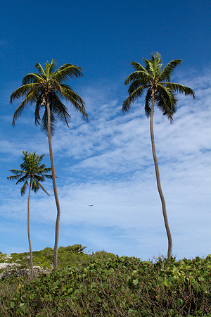Palm trees