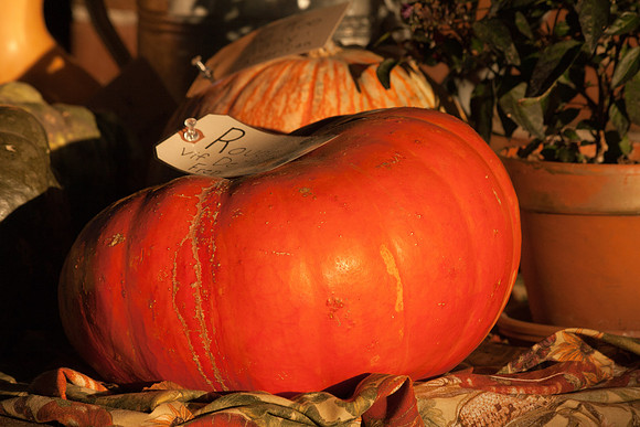 Pumpkin