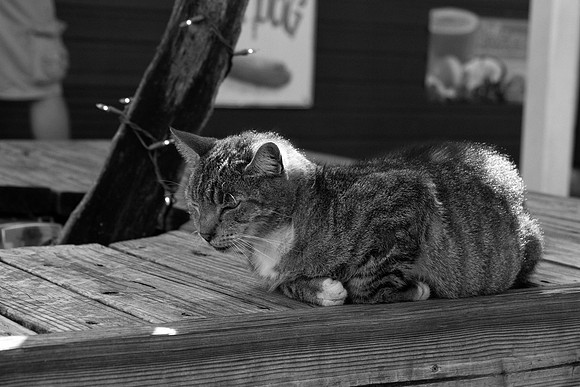 Key West Cat