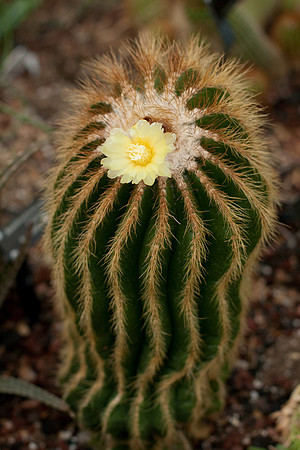Cactus at the Arid Garden