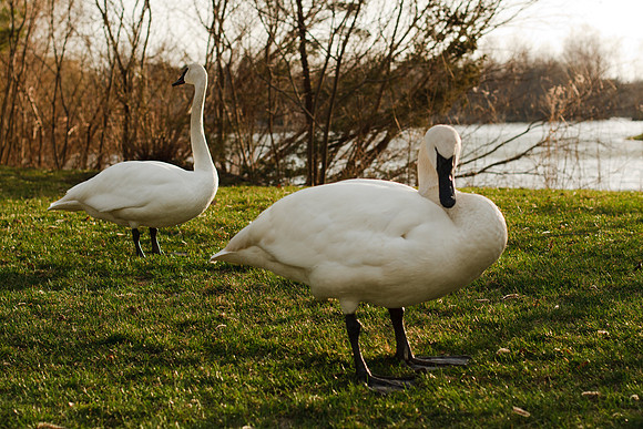 Spring Swan