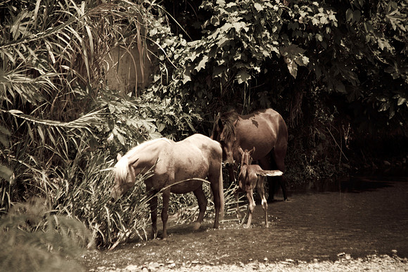 Horse family