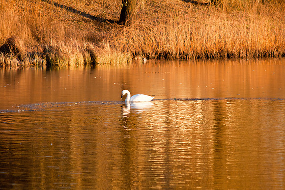 Fall Swan