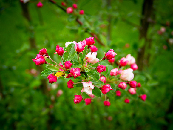 Flowering crab apple tree