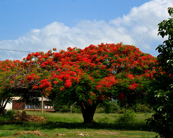 Flamboyan