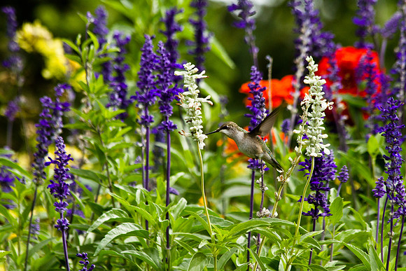 Hummingbird