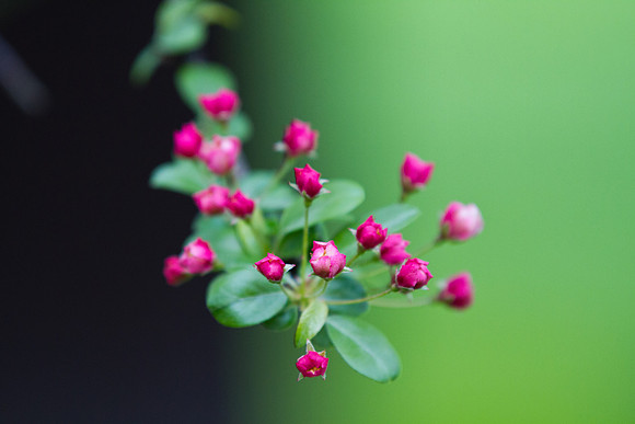 Mistery flowers