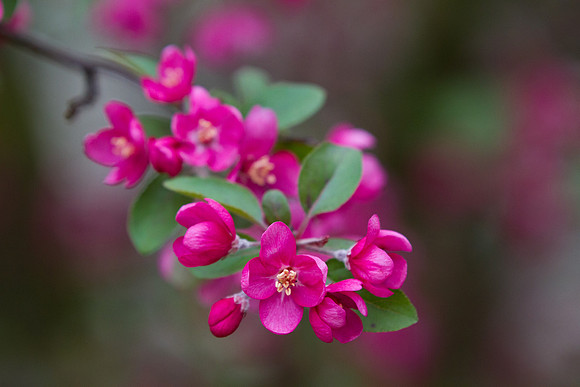 Crabapple tree flowers