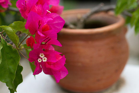 Flower pot